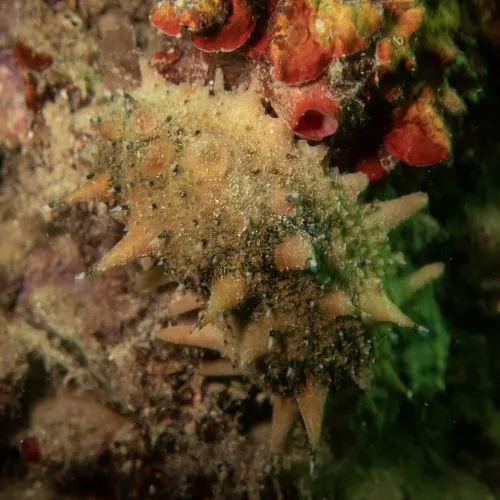 Apostichopus japonicus