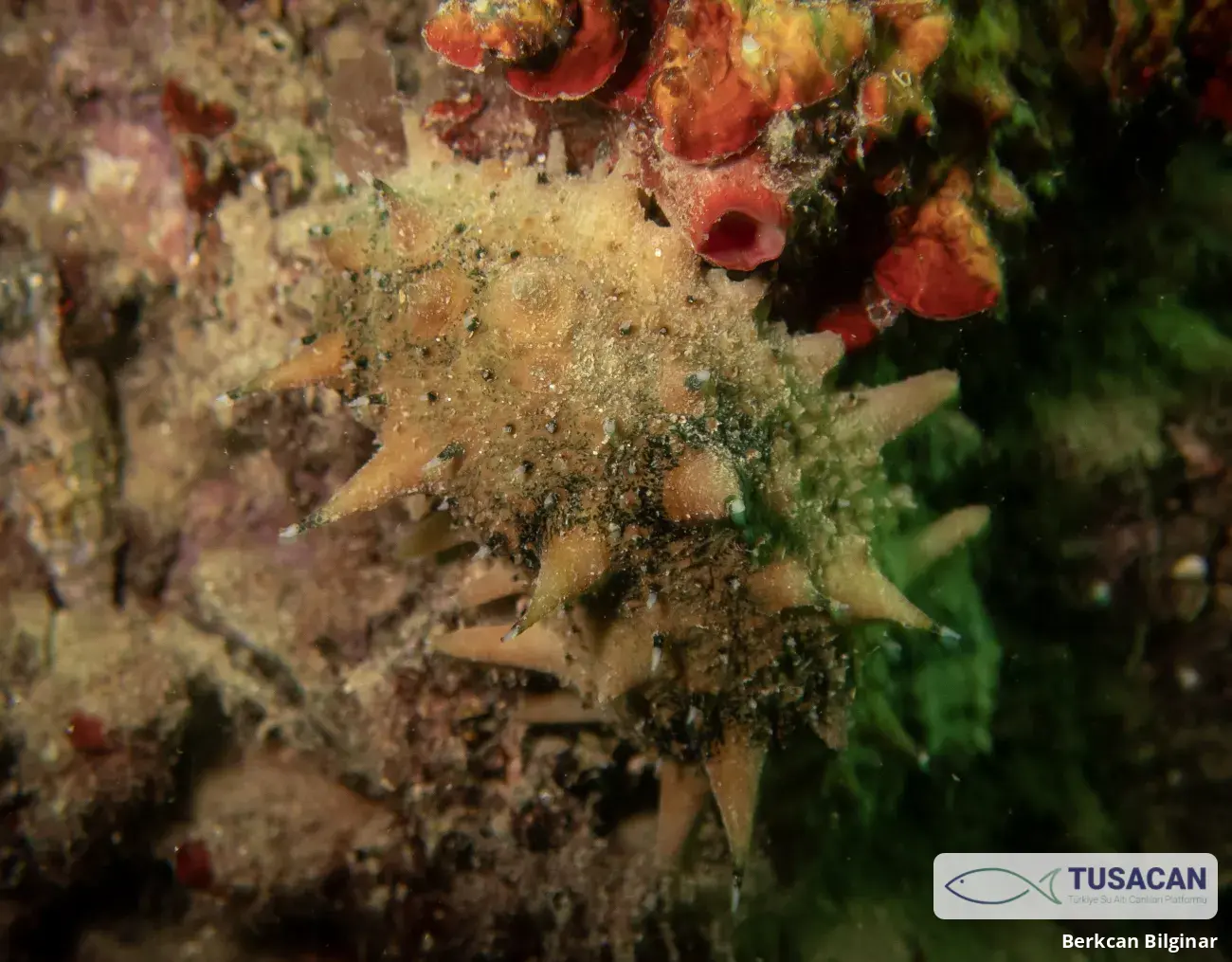 Apostichopus japonicus