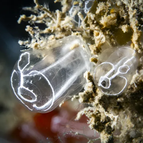 Clavelina lepadiformis