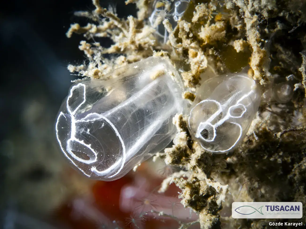 Clavelina lepadiformis