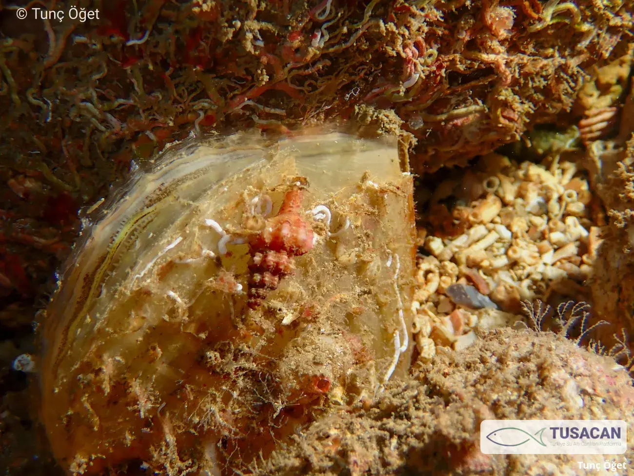 Pseudofusus pulchellus