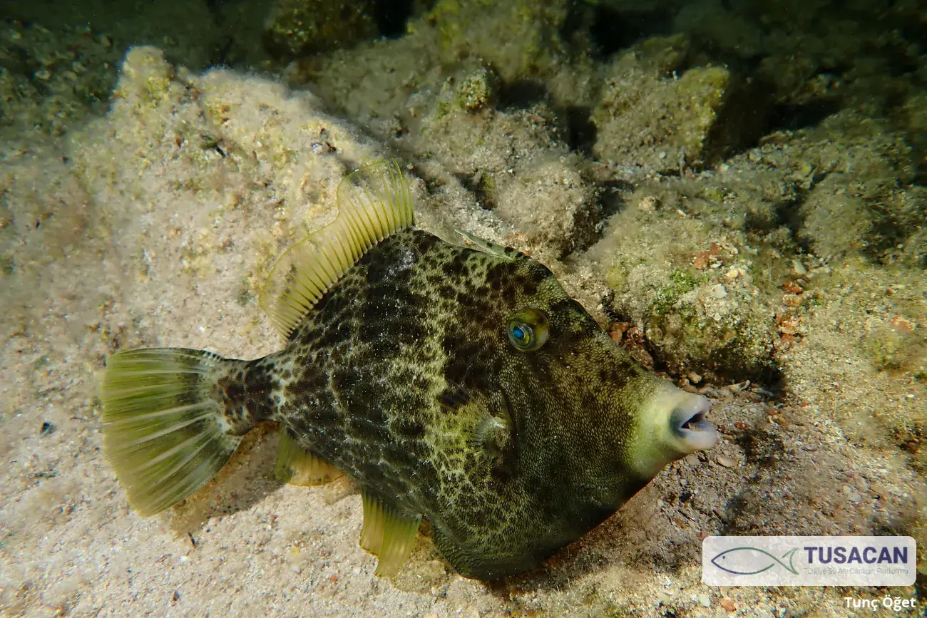 Stephanolepis diaspros