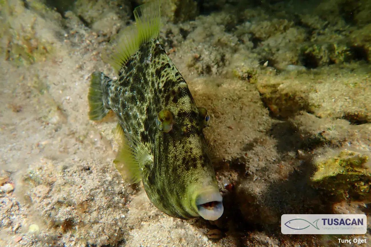 Stephanolepis diaspros