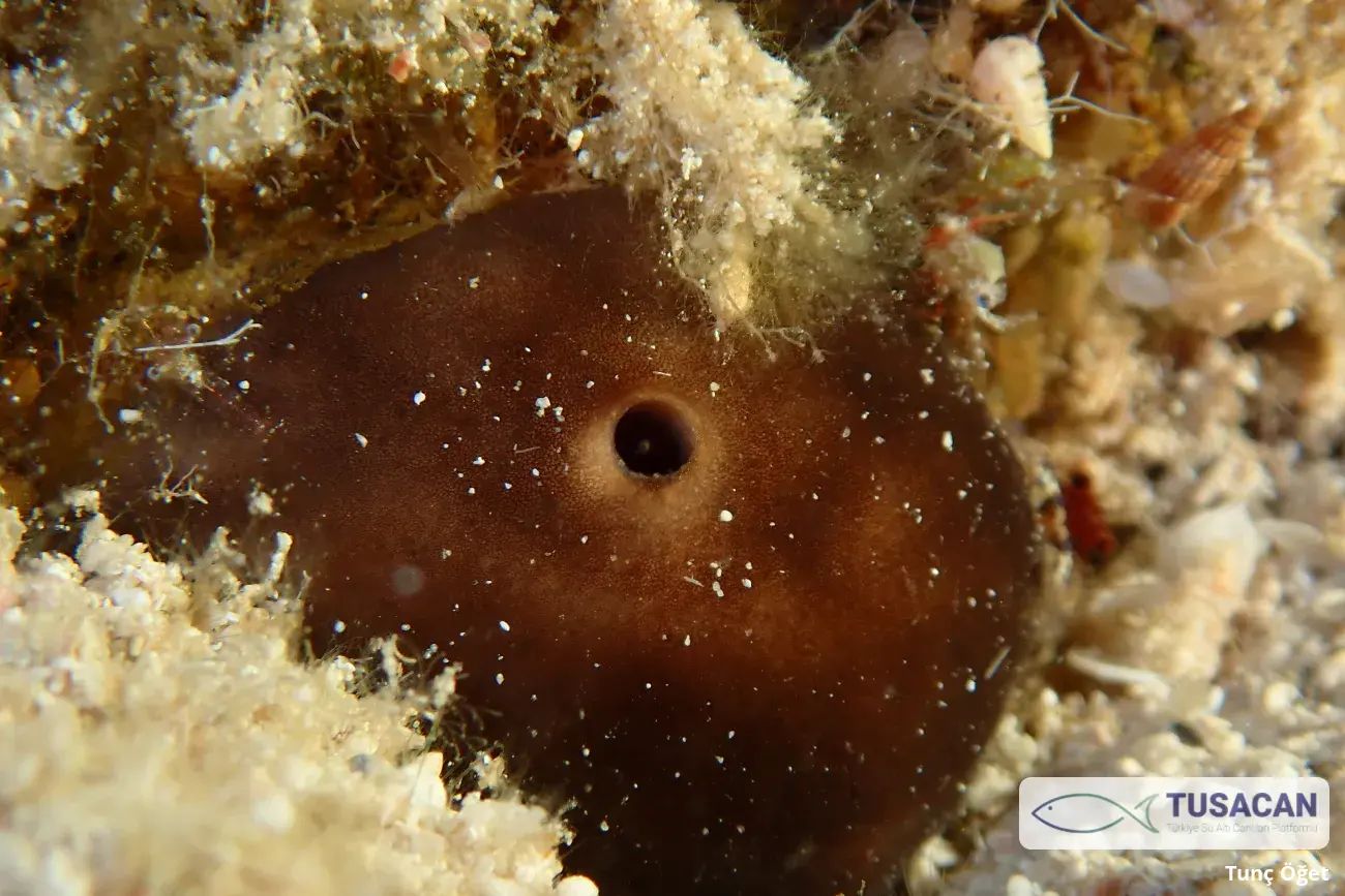 Chondrilla nucula
