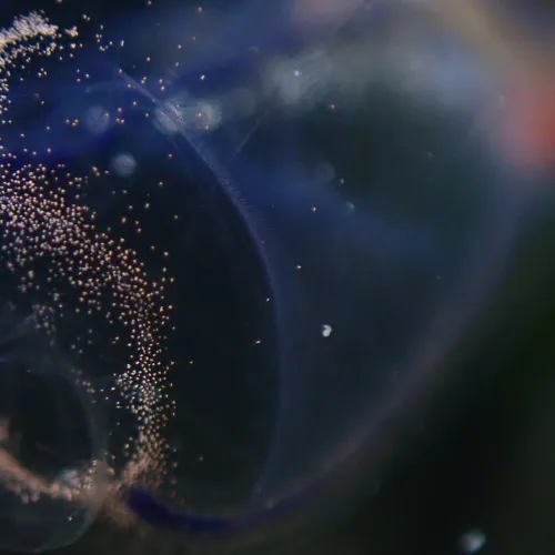 Clavelina dellavallei