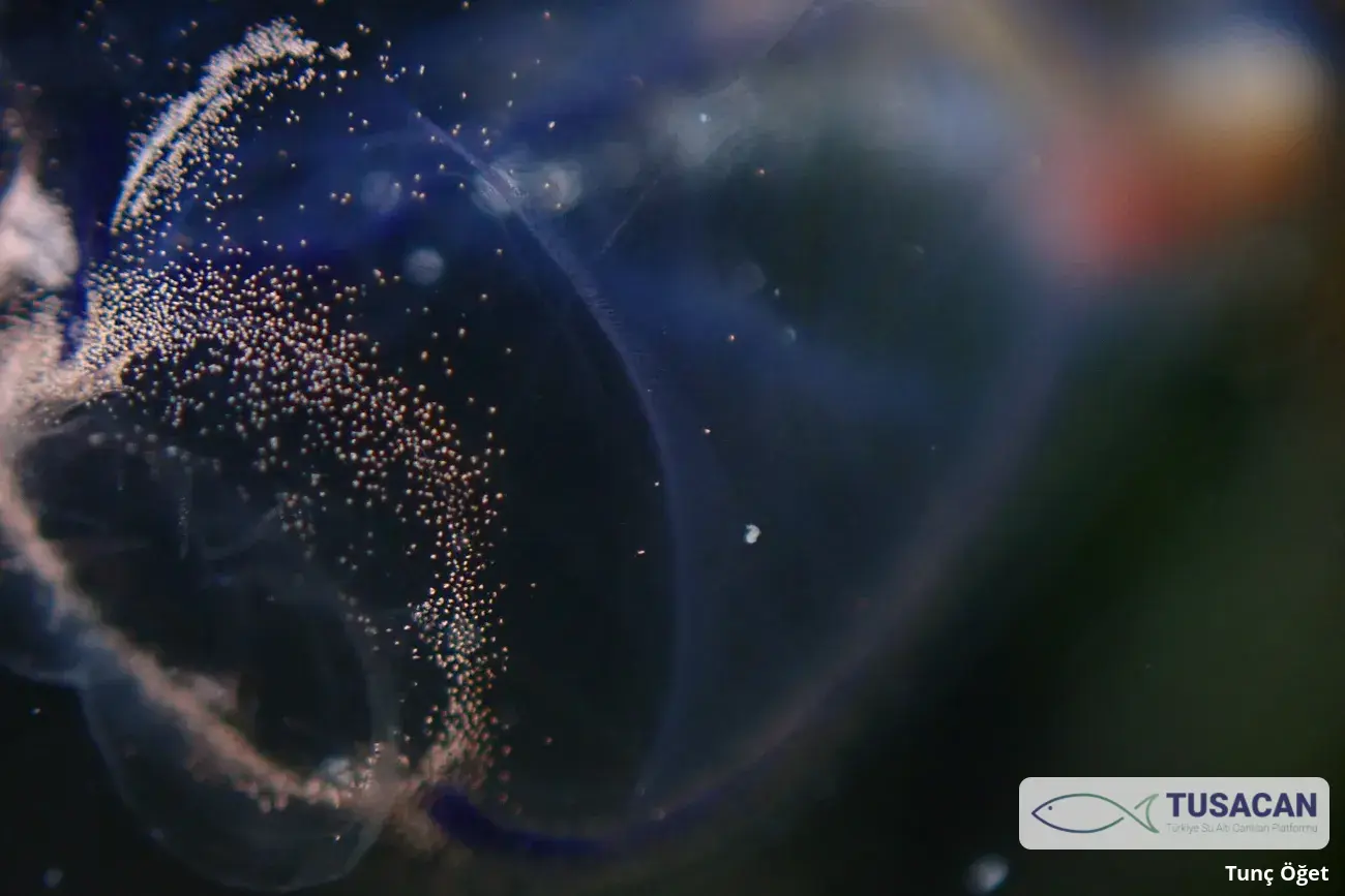 Clavelina dellavallei