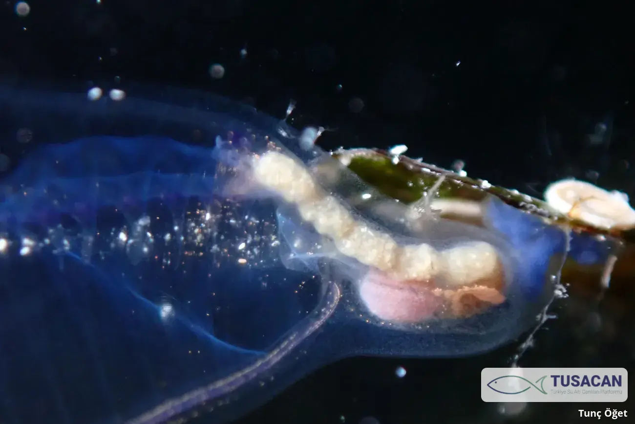 Clavelina dellavallei