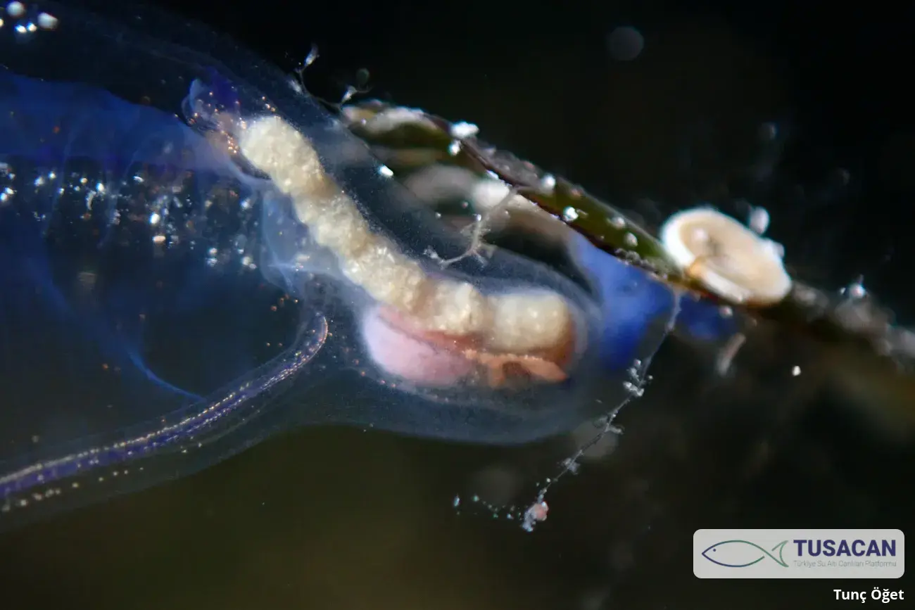 Clavelina dellavallei