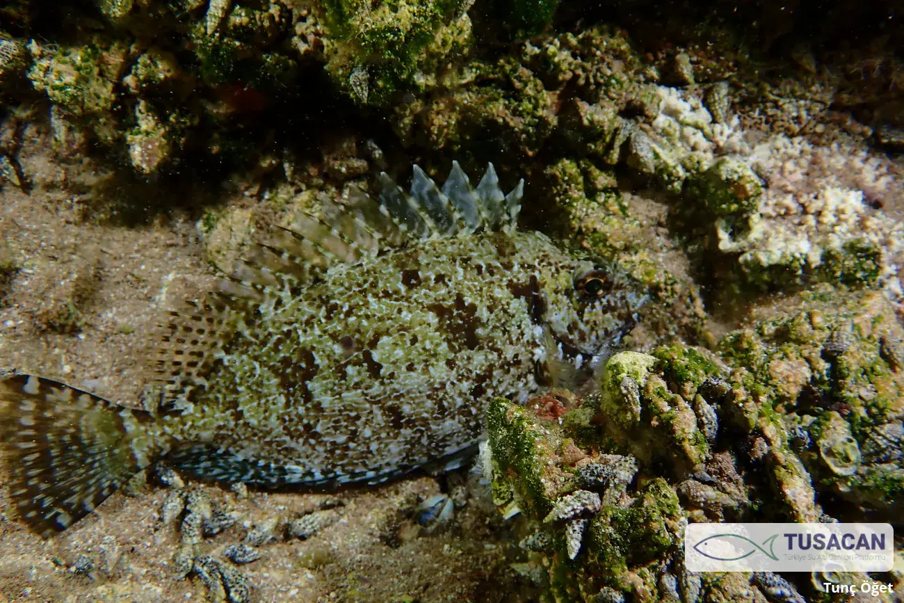 Siganus luridus