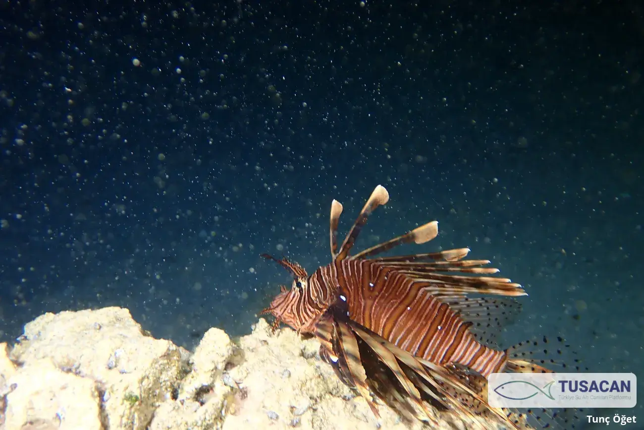 Pterois miles