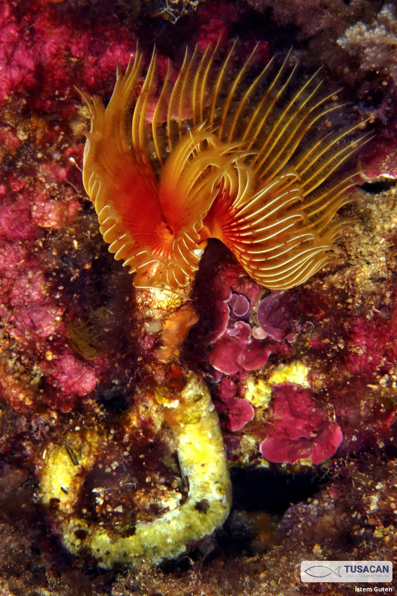 Protula sp.
