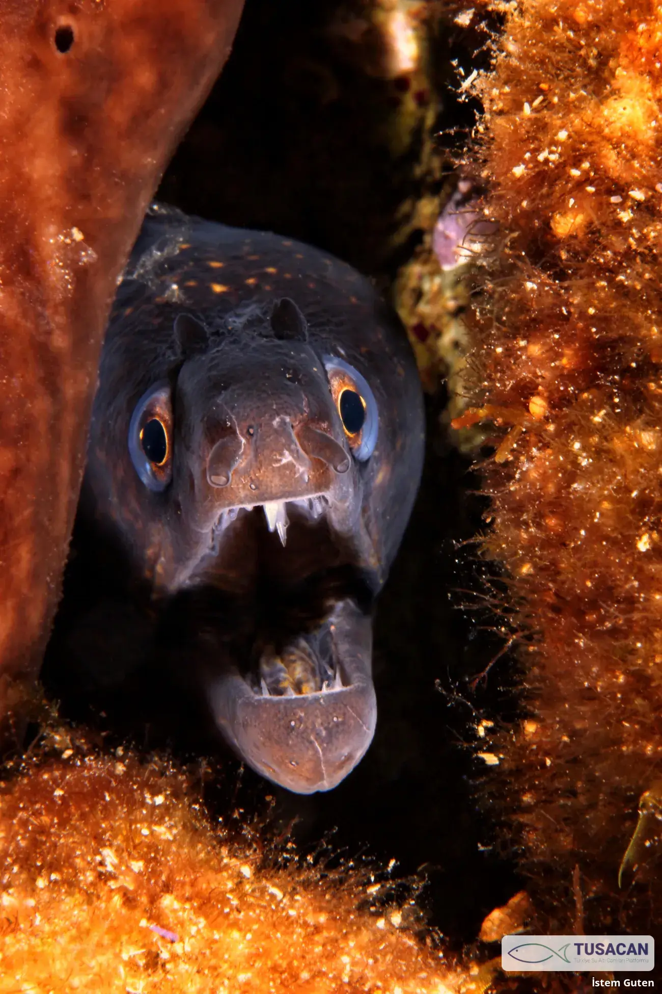Muraena helena