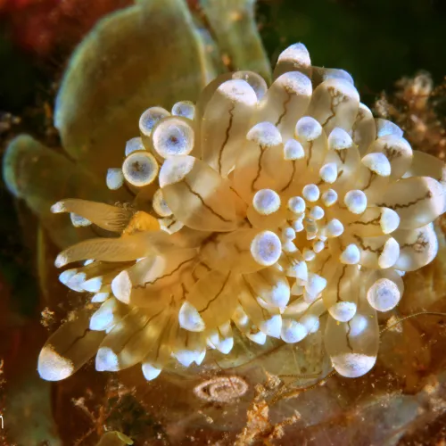 Antiopella cristata