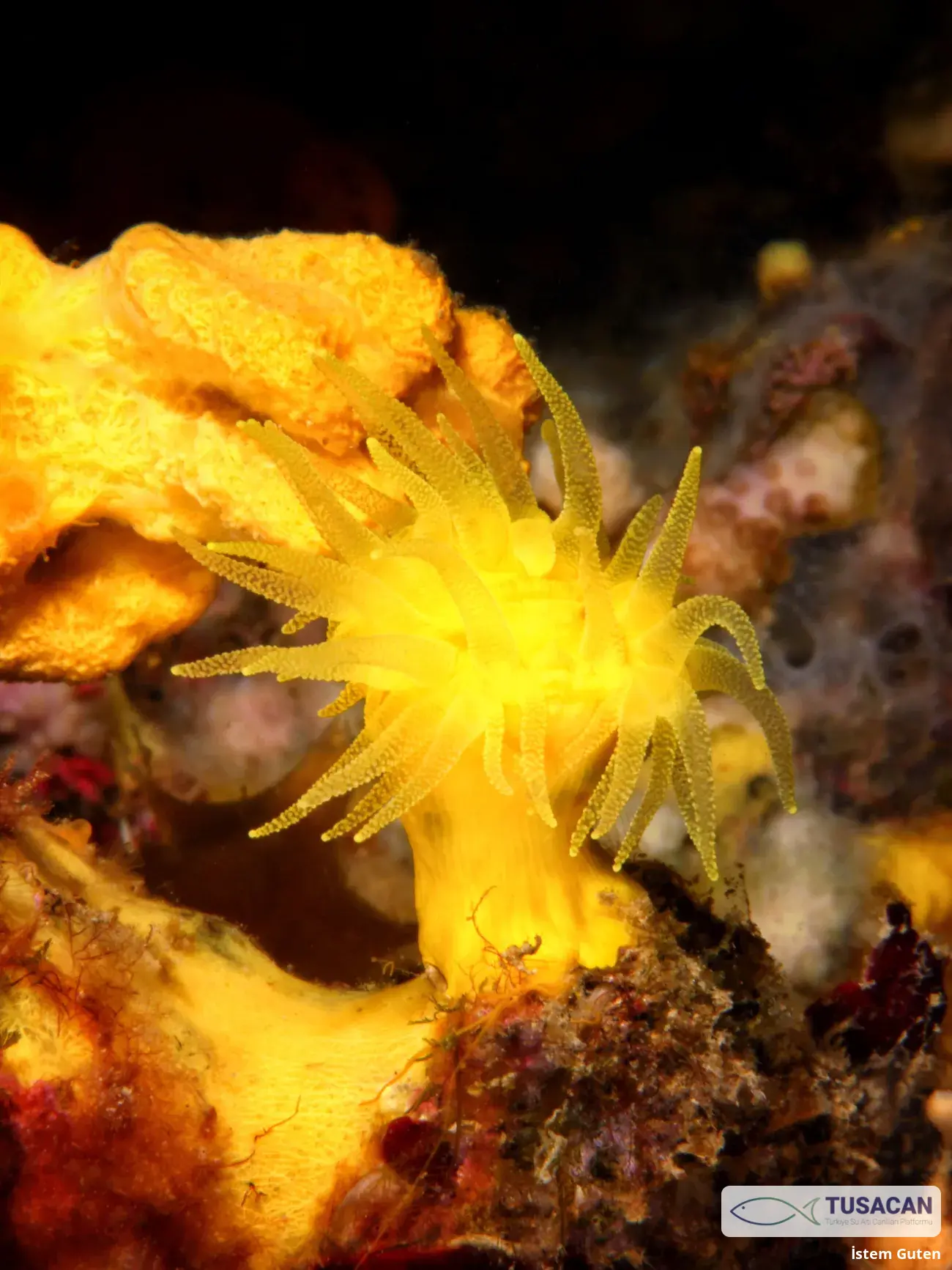 Leptopsammia pruvoti