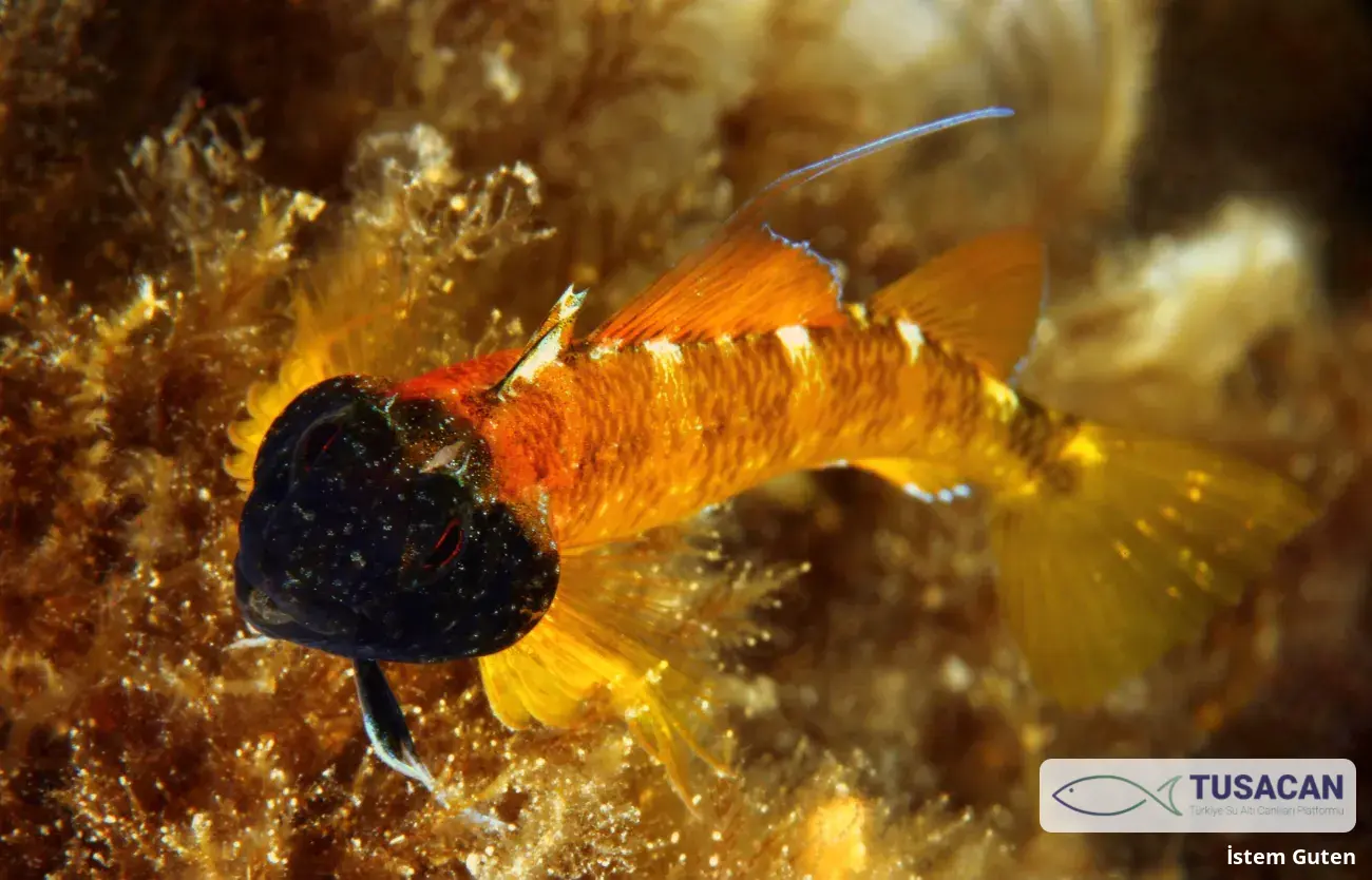 Tripterygion delaisi