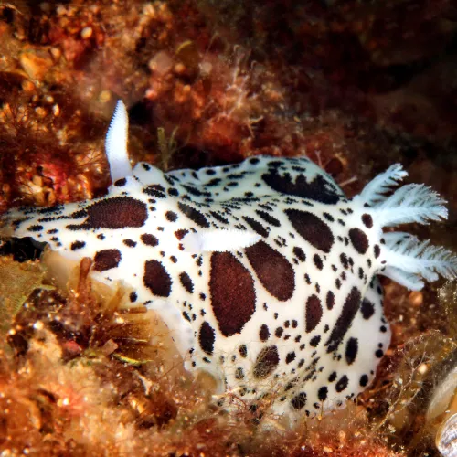 Peltodoris atromaculata