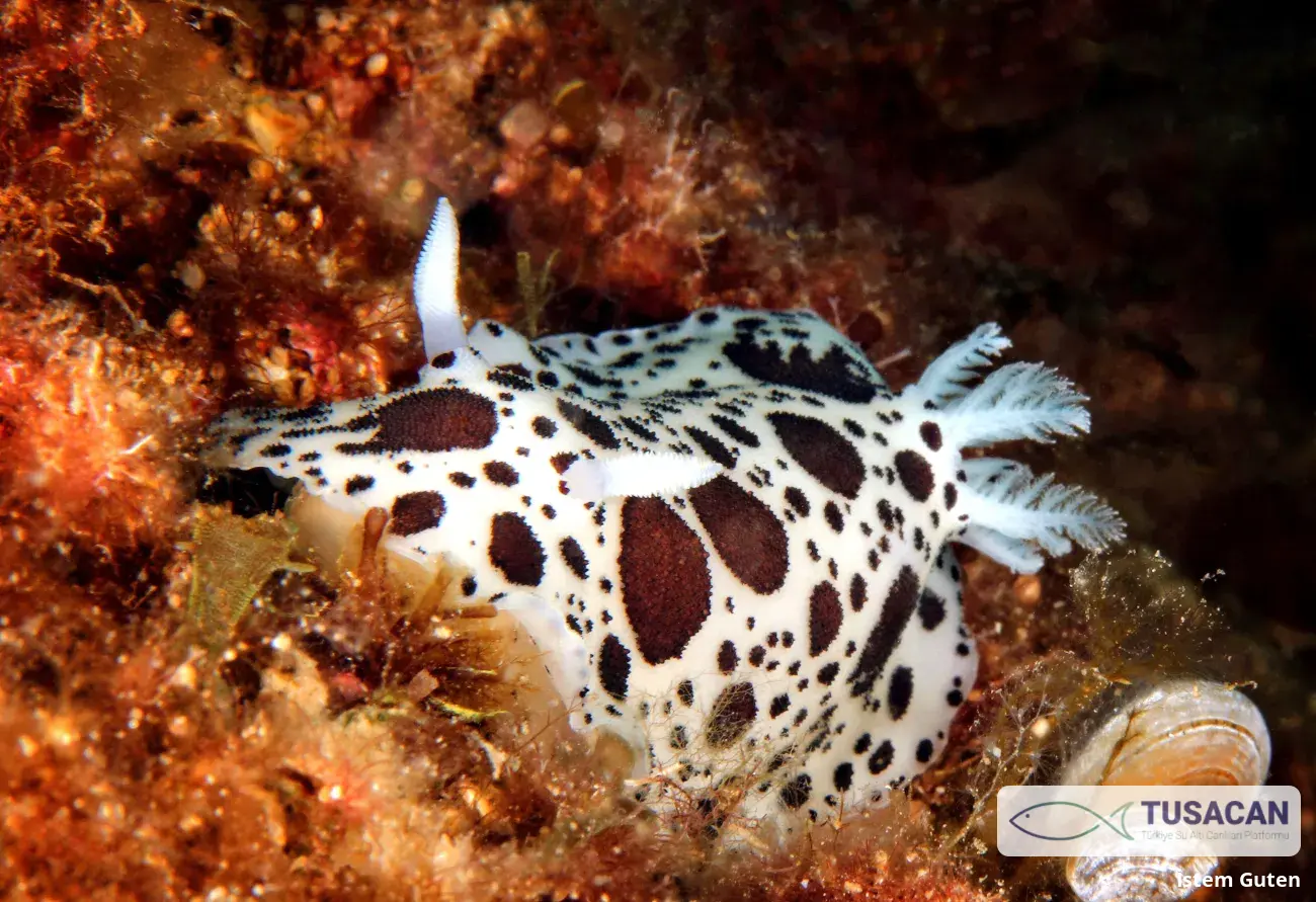 Peltodoris atromaculata