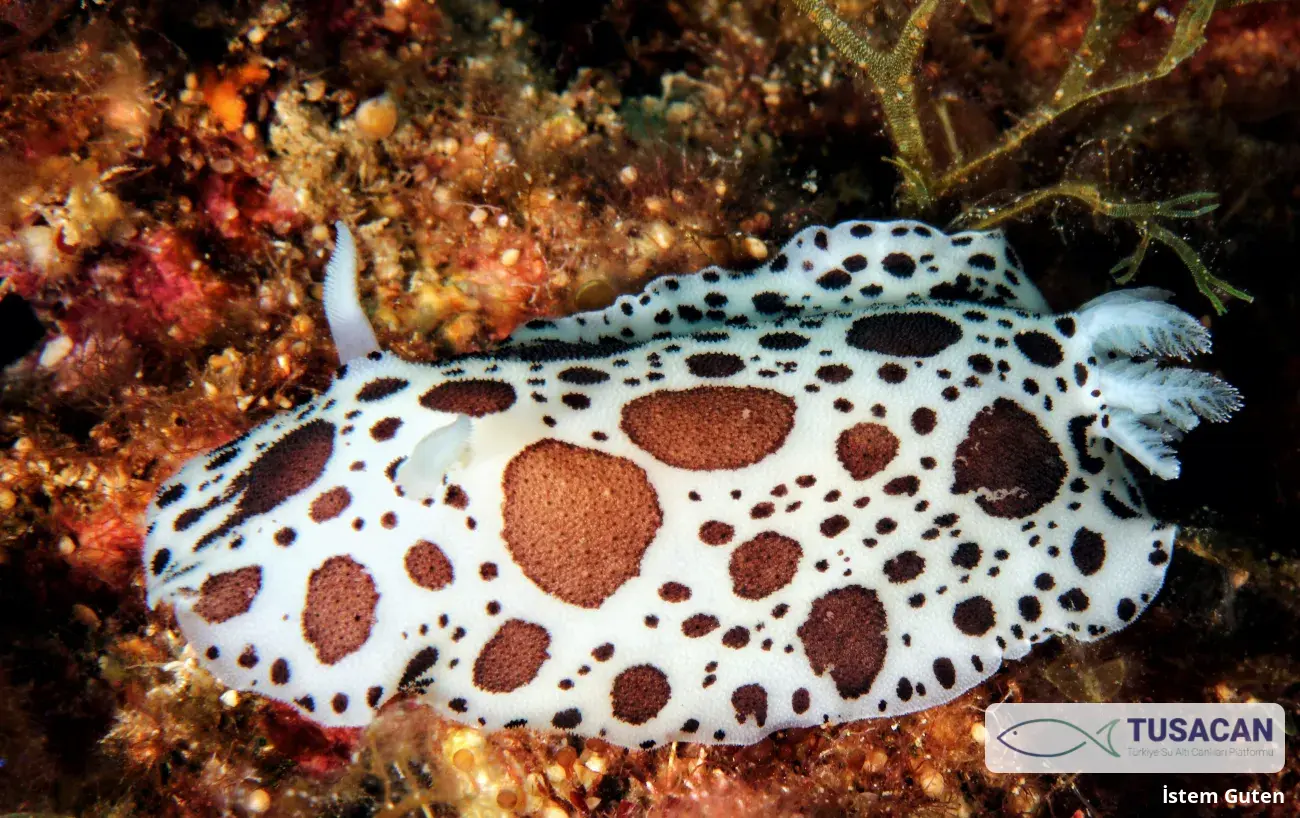 Peltodoris atromaculata