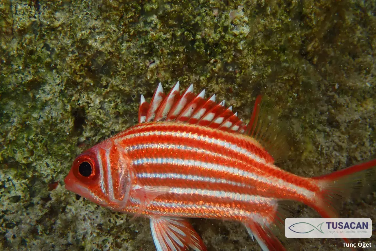 Sargocentron rubrum