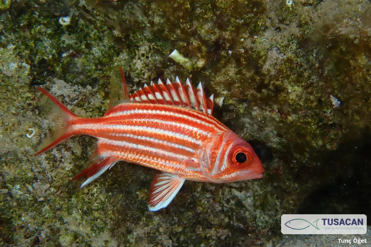 Sargocentron rubrum