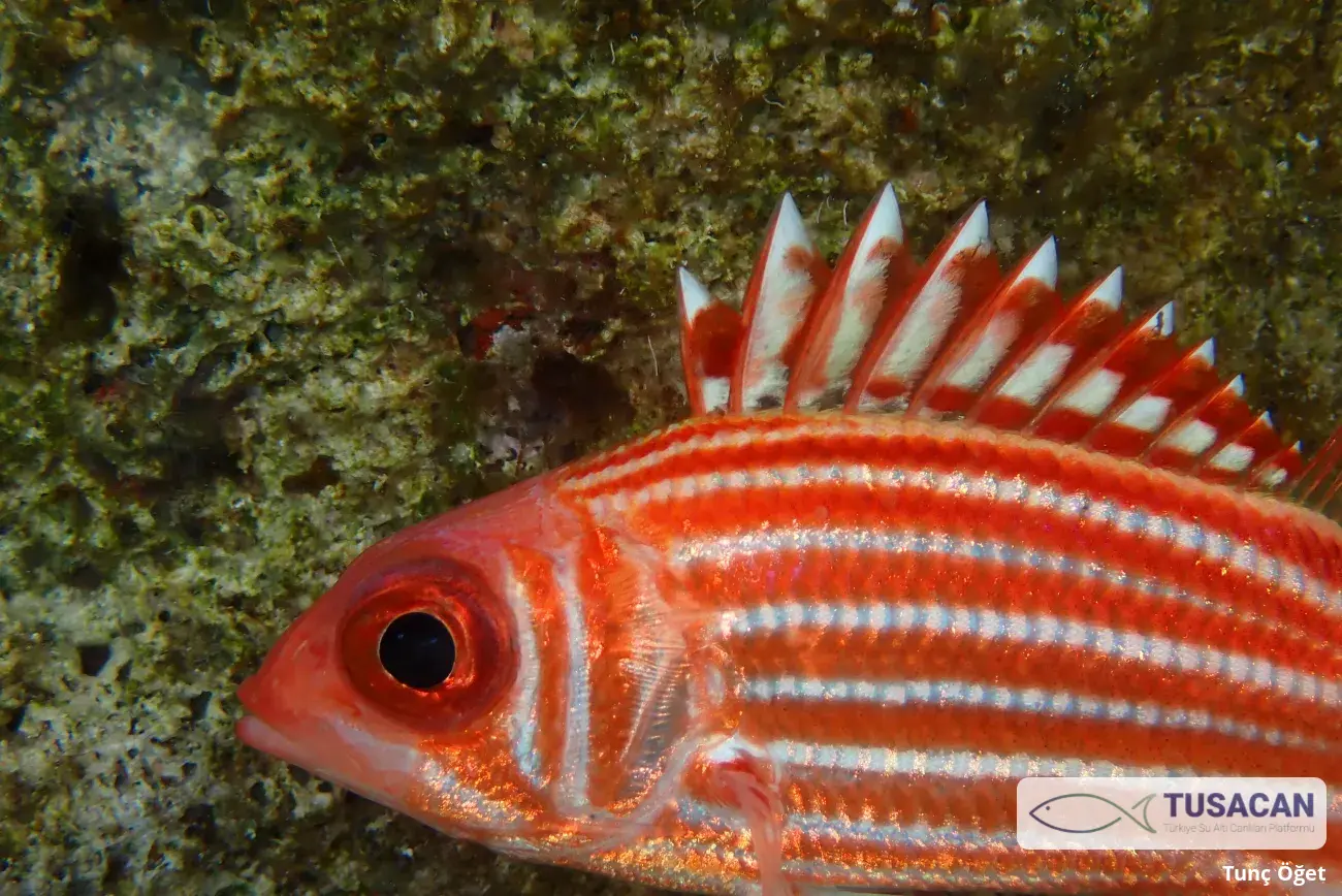 Sargocentron rubrum