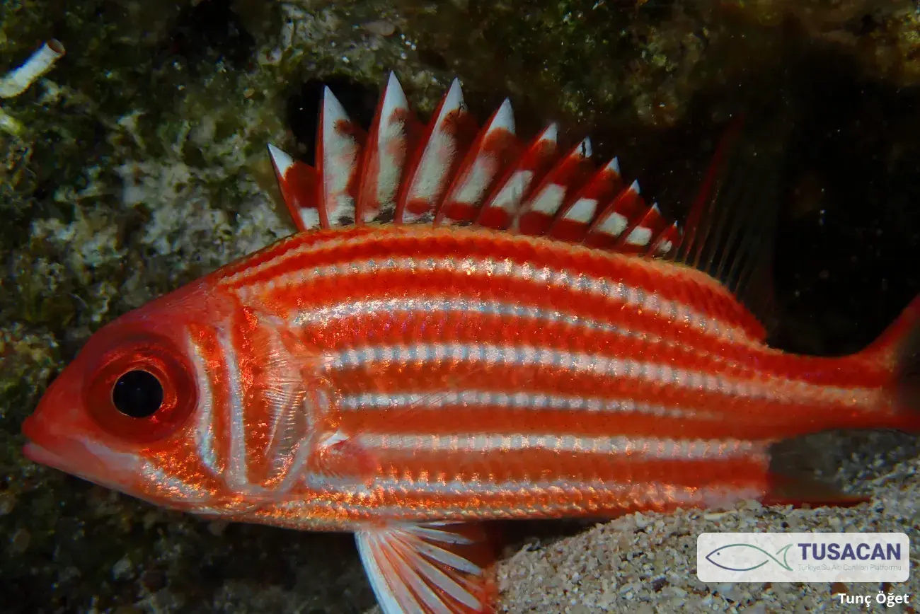 Sargocentron rubrum