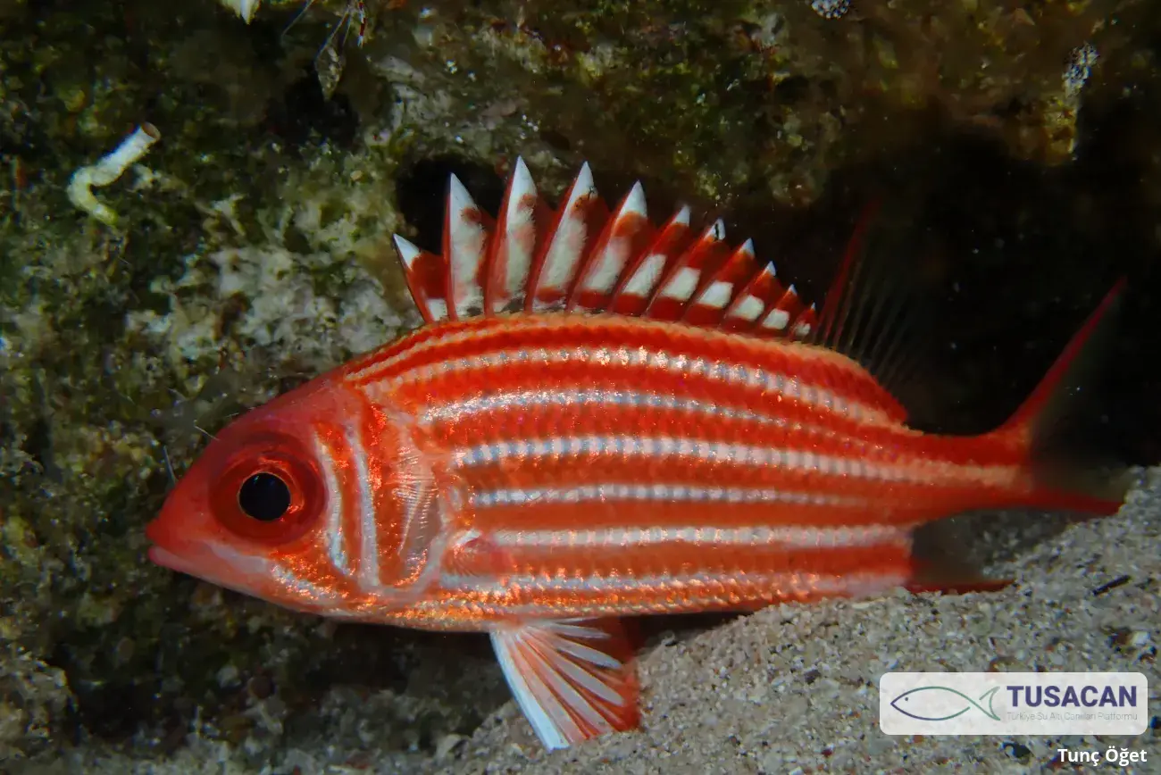 Sargocentron rubrum