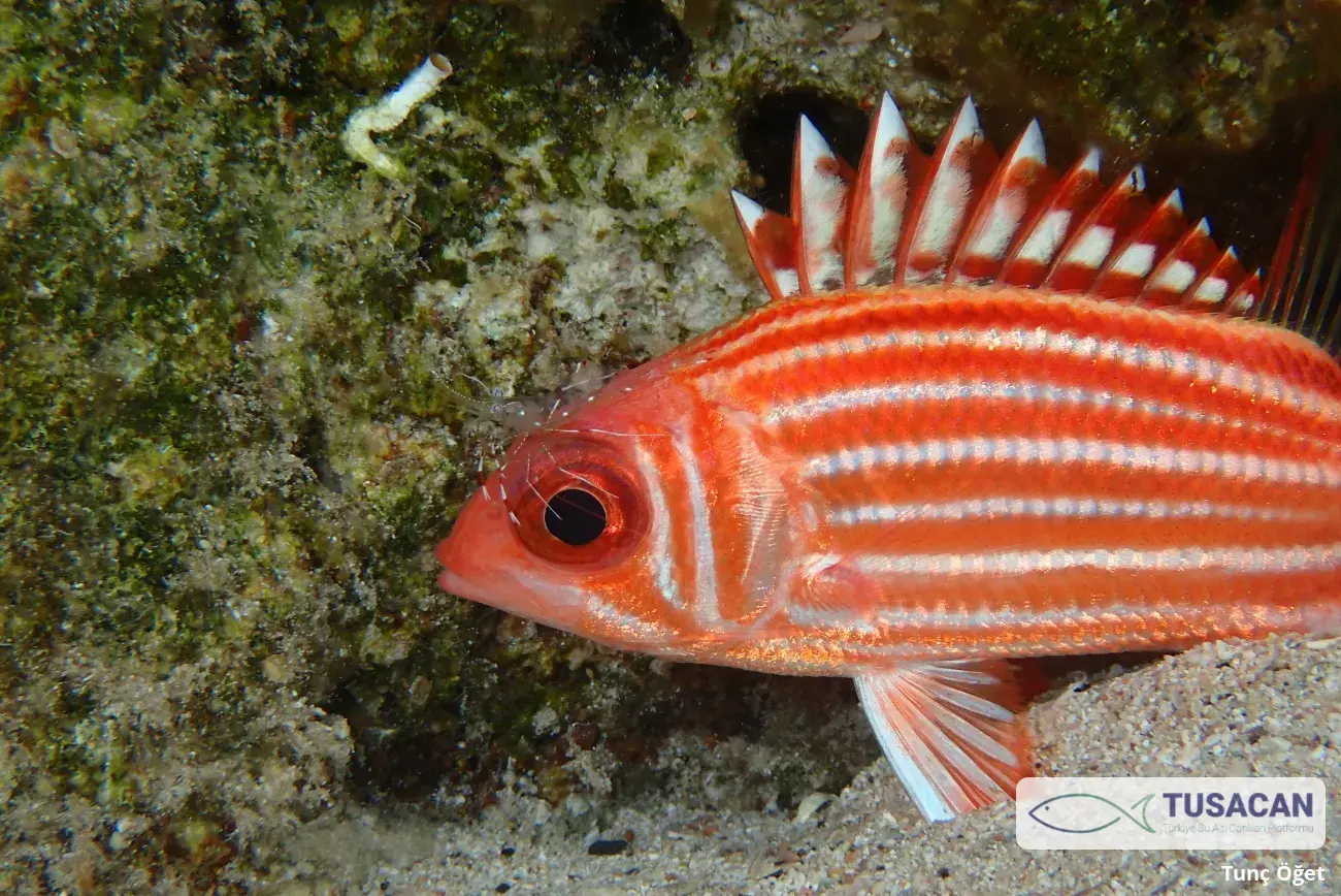 Sargocentron rubrum