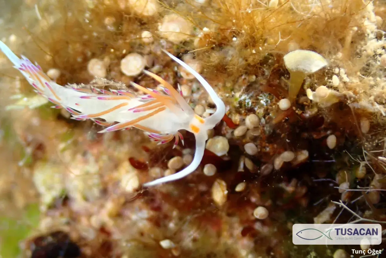 Cratena peregrina