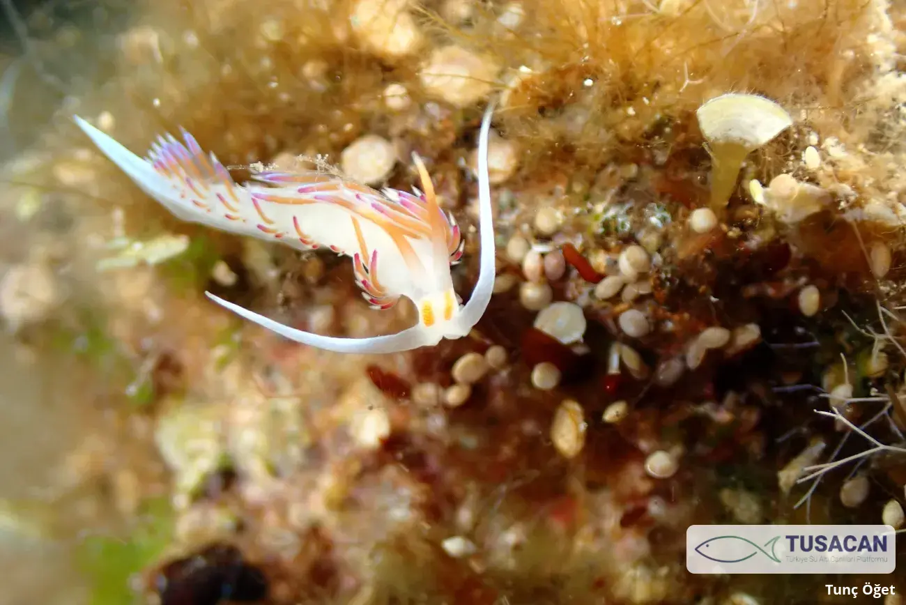 Cratena peregrina