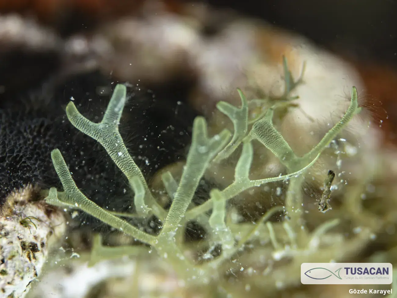 Dictyota dichotoma