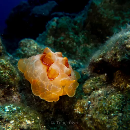 Pleurobranchus testudinarius