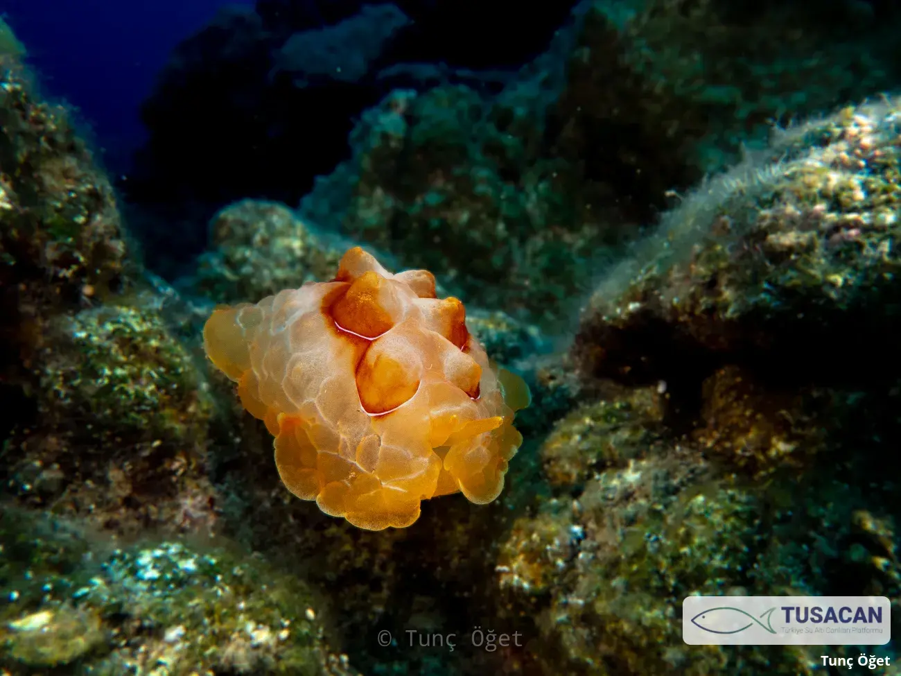 Pleurobranchus testudinarius