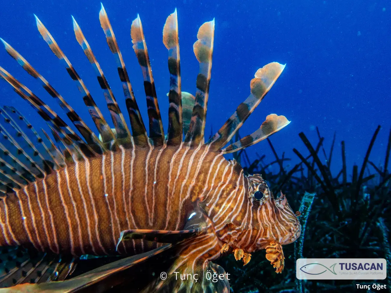 Pterois miles