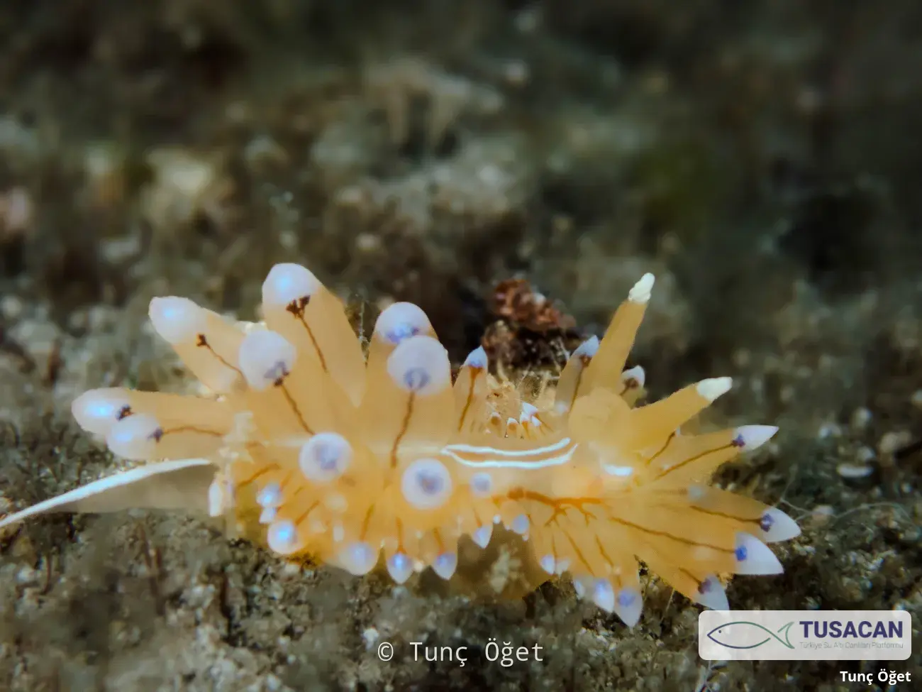 Antiopella cristata