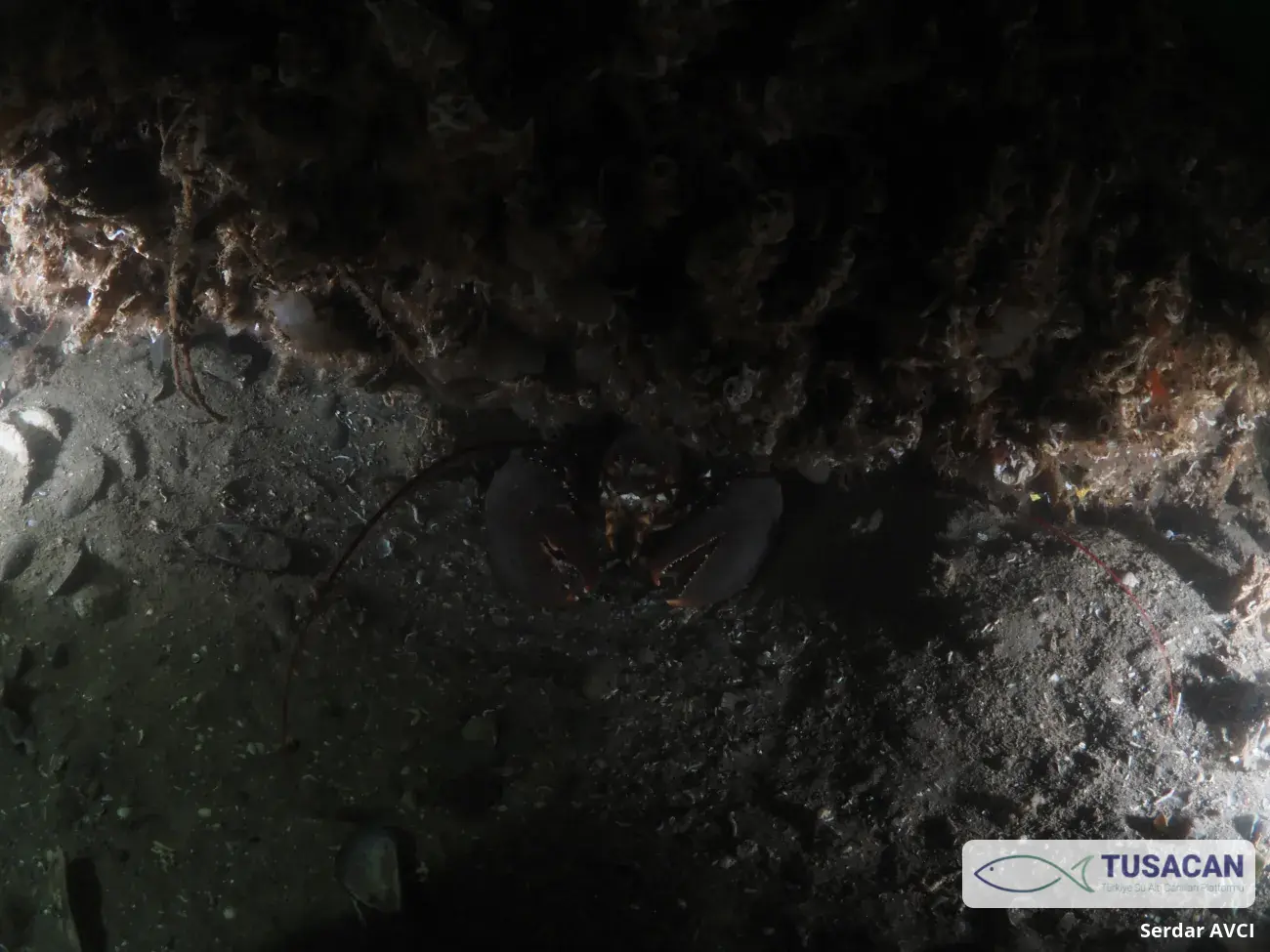 Homarus gammarus