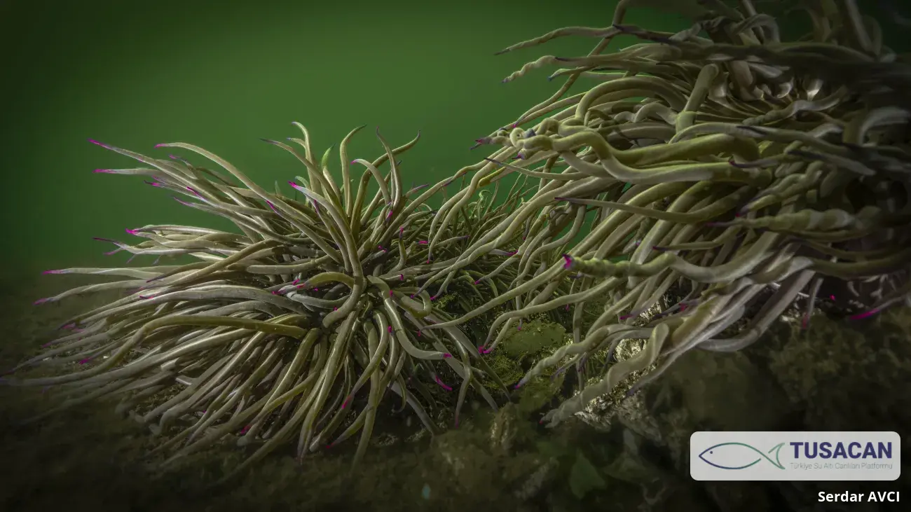 Anemonia viridis