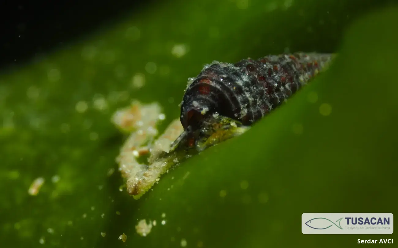 Bittium latreillii