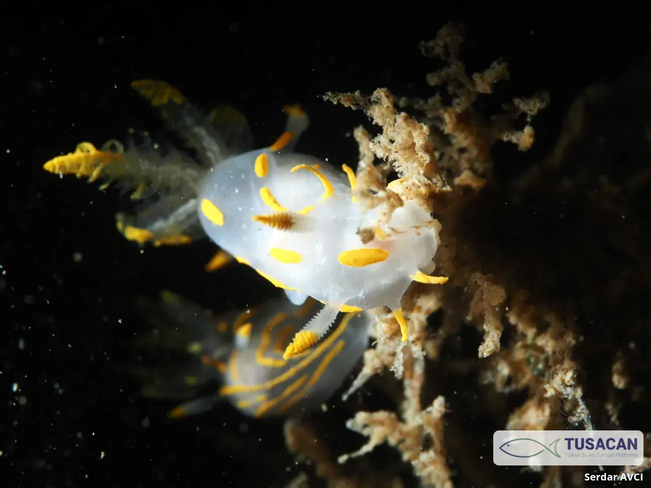 Polycera quadrilineata