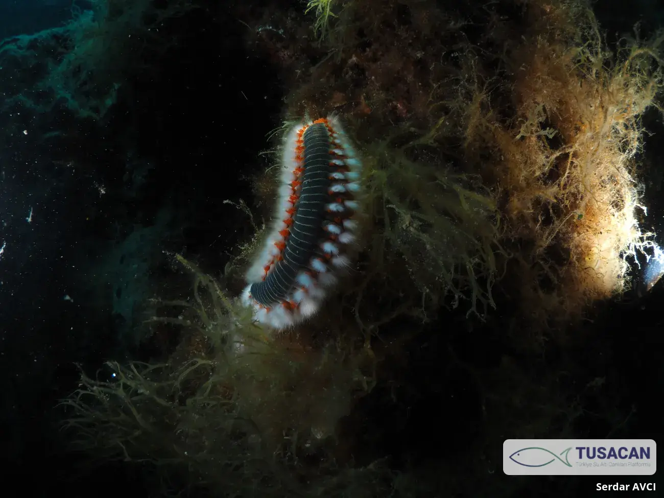 Hermodice carunculata