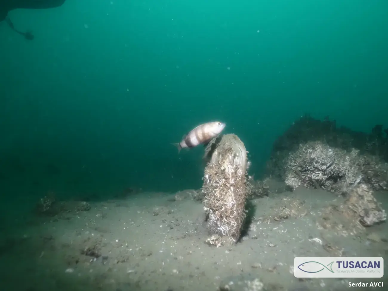 Pinna nobilis