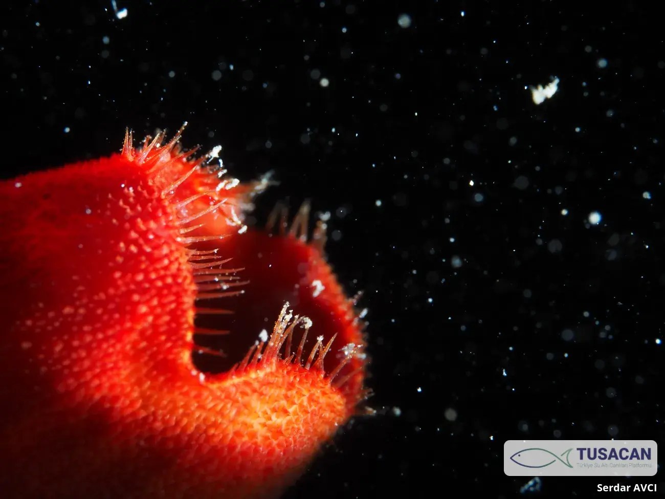 Halocynthia papillosa