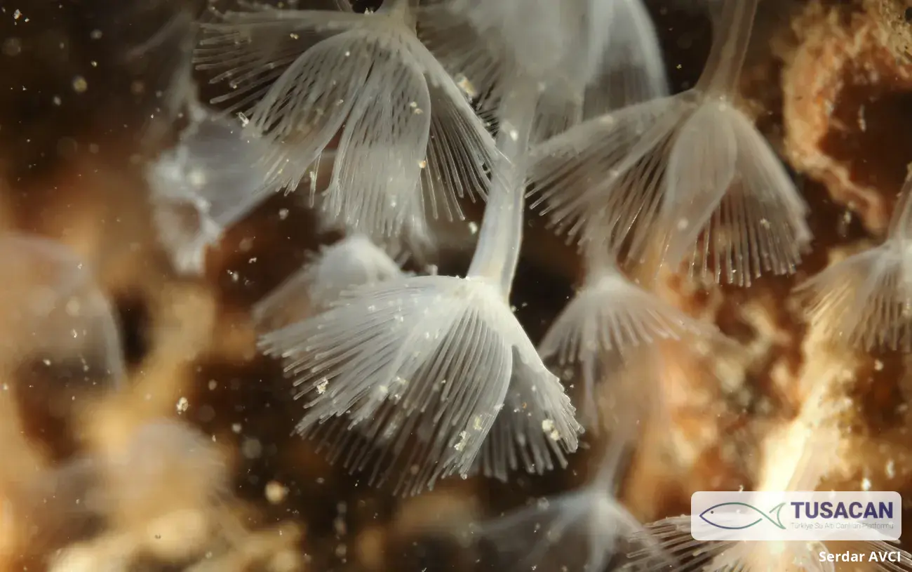 Phoronis hippocrepia