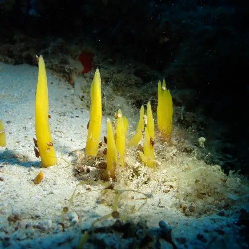 Ciocalypta carballoi