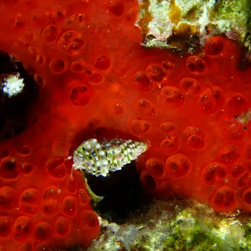 Phorbas fictitius