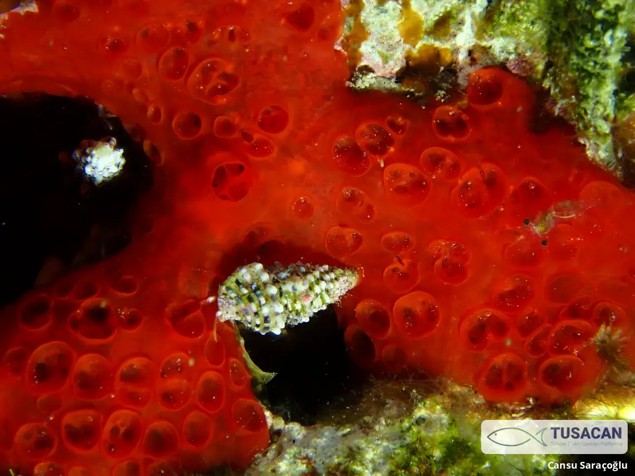 Phorbas fictitius
