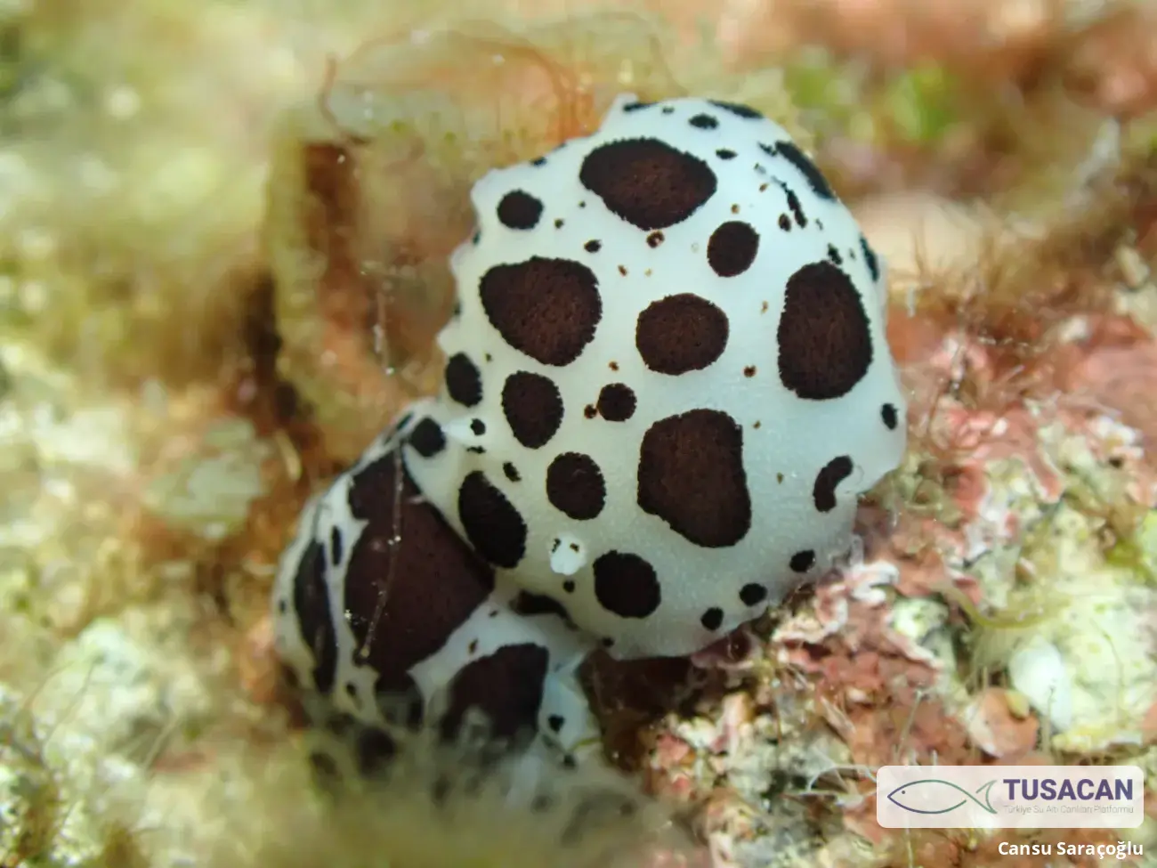 Peltodoris atromaculata