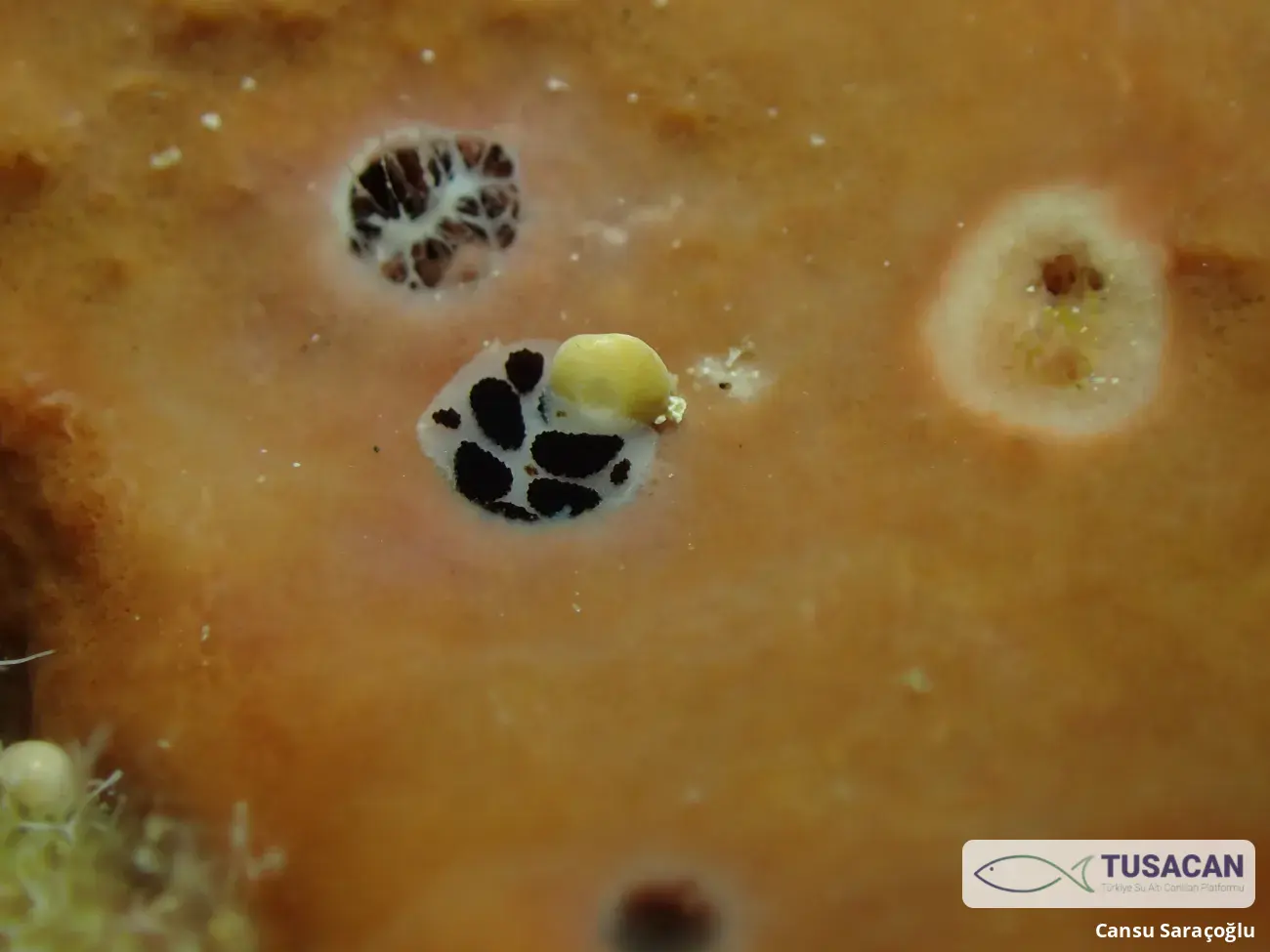 Peltodoris atromaculata