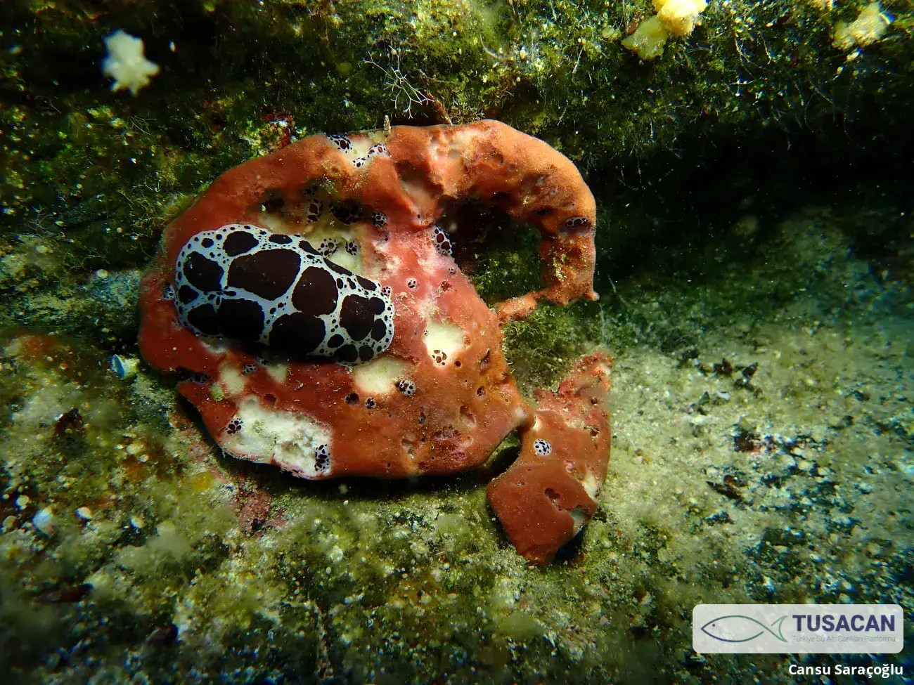 Peltodoris atromaculata