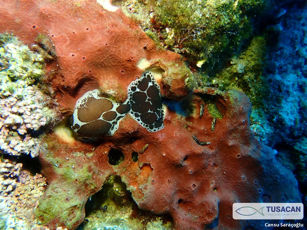 Peltodoris atromaculata